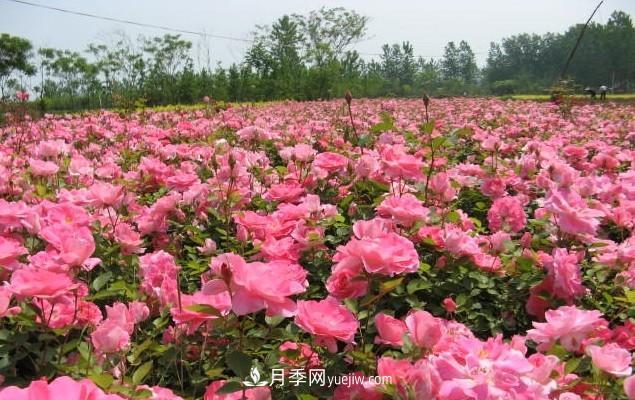 月季花是大家都知道的一種花卉的統稱(chēng)，什么叫豐花月季？(圖1)