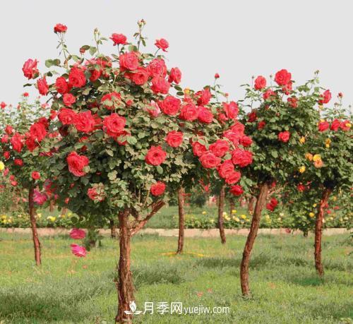 流膠病是月季生產(chǎn)中的常見(jiàn)病和多發(fā)病，它的癥狀是什么？(圖1)