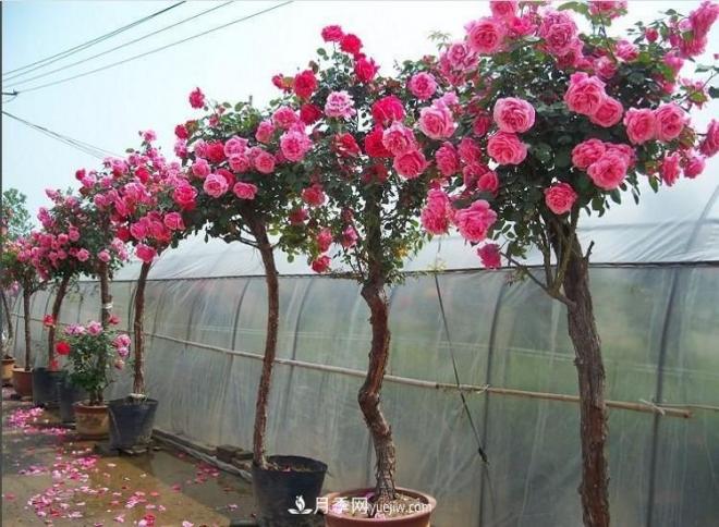 在冬天的時(shí)候種植的樹(shù)狀月季怕不怕冷？(圖1)
