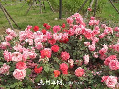 月季現在深受人們喜愛(ài)，那么樹(shù)狀月季的實(shí)用性是什么？(圖1)