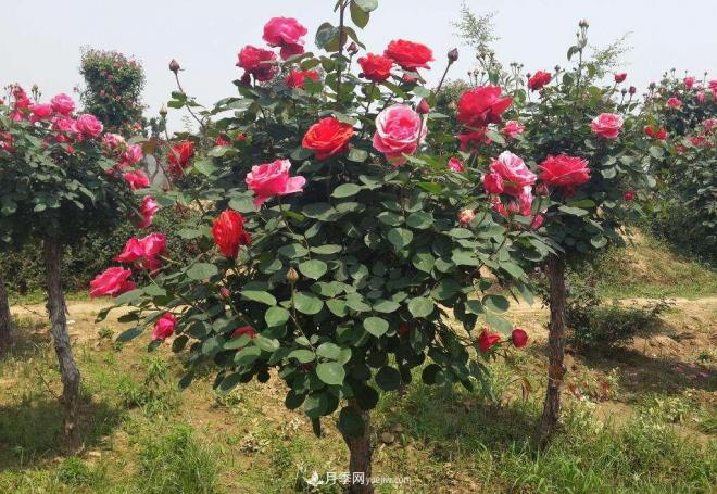 月季花期操控進(jìn)行科學(xué)肥水辦理(圖1)