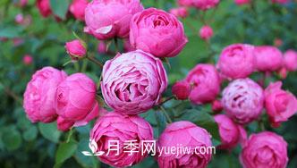 月季花是中國傳統十大名花之一，一年長(cháng)占四時(shí)春(圖1)