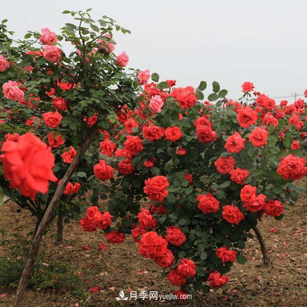 在培育幼齡期的月季時(shí)，有哪些需要注意的？(圖1)