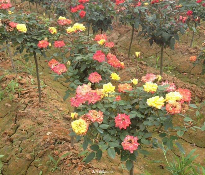 炎熱的夏天如何加強月季植株田間管理？(圖1)