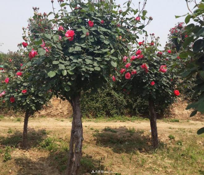 月季花為什么出現葉片、花瓣燒焦現象？(圖1)