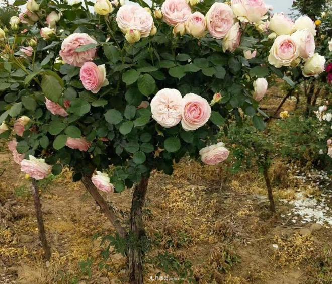 為什么樹(shù)狀月季開(kāi)花會(huì )很少？(圖1)