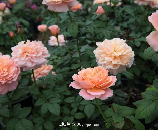 樹(shù)狀月季的常見(jiàn)種類(lèi)有哪些？(圖1)