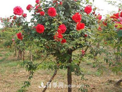 樹(shù)狀月季這兩個(gè)地方的芽是必須要抹掉的，你知道嗎？(圖1)