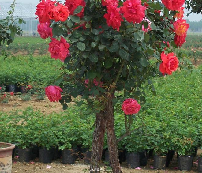 樹(shù)狀月季種植后開(kāi)花不大的原因在哪里和品種有關(guān)系嗎？(圖1)