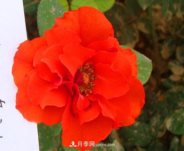月季花怎么種植？下面講述月季更接地氣的種植方法(圖1)