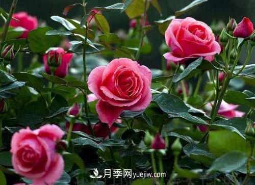 樹(shù)狀月季的嫁接修剪技術(shù)，你知道嗎(圖1)