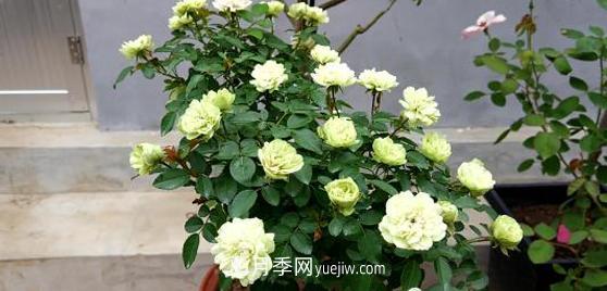 爬藤月季花，一要會(huì )“牽引”，二要會(huì )“修剪”，藤本月季牽引技巧(圖1)