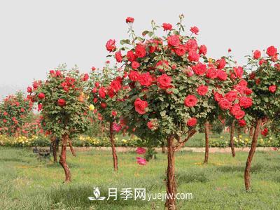 南陽(yáng)月季園主要作盆栽觀(guān)賞、點(diǎn)綴草坪和布置花色圖案。(圖1)