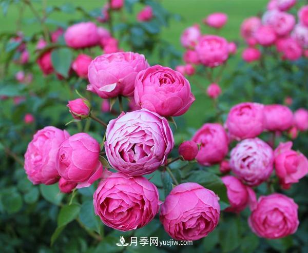 通過(guò)以下4點(diǎn)來(lái)區分月季和玫瑰(圖1)