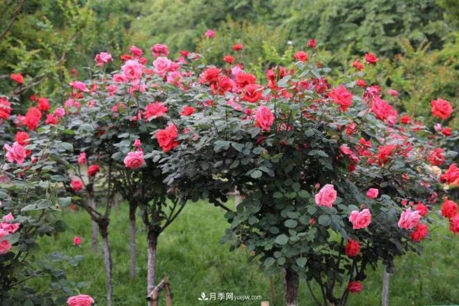 樹(shù)狀月季，又稱(chēng)月季樹(shù)、玫瑰樹(shù)，樹(shù)月的砧木培育與接穗(圖1)