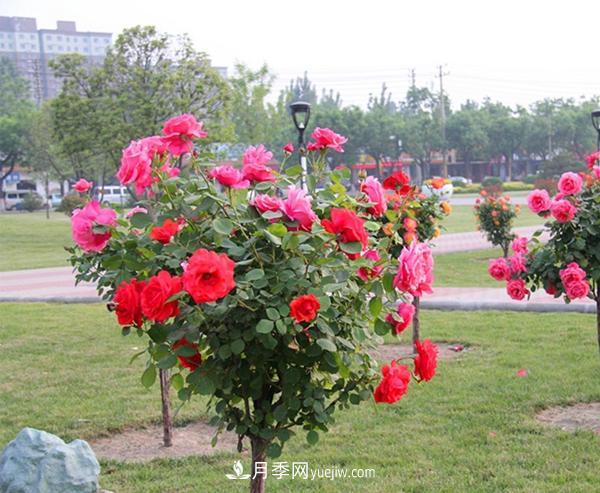 樹(shù)狀月季什么時(shí)間剪枝打理？(圖1)