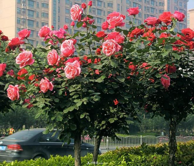 樹(shù)狀月季很多人都喜歡種植，但是會(huì )開(kāi)花少影響觀(guān)賞，這是怎么回事呢(圖1)