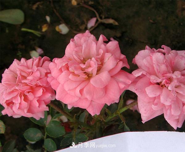 月季是我國的原產(chǎn)花卉，后來(lái)產(chǎn)生了很多優(yōu)良品種。分別是？(圖1)