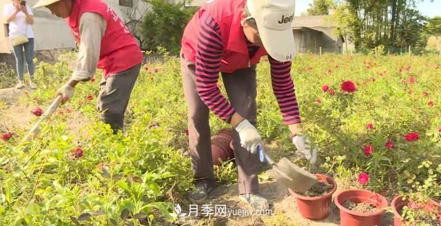湖北咸寧通城：月季花開(kāi) “綻放”百姓幸福生活(圖1)