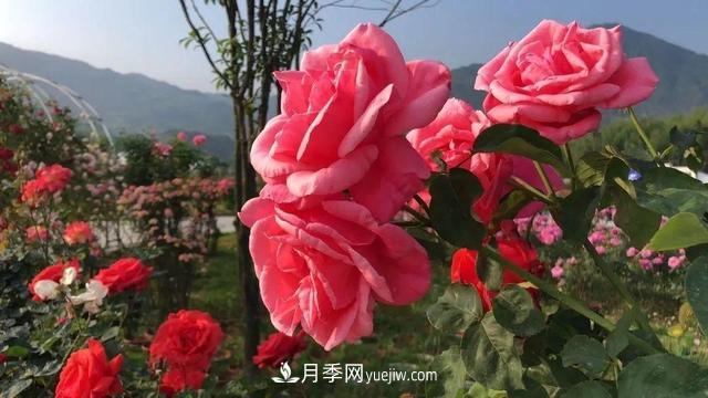 湖北咸寧通城：月季花開(kāi) “綻放”百姓幸福生活(圖3)