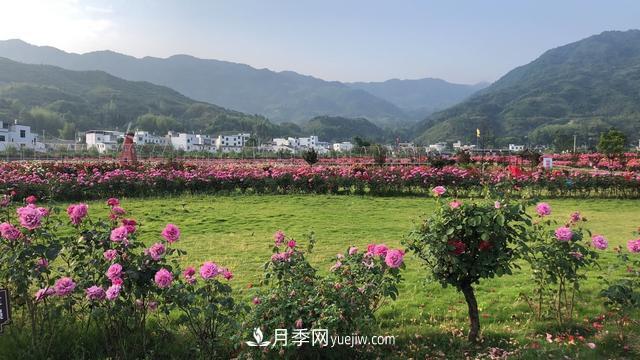 湖北咸寧通城：月季花開(kāi) “綻放”百姓幸福生活(圖5)