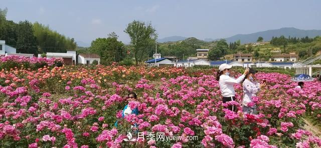 湖北咸寧通城：月季花開(kāi) “綻放”百姓幸福生活(圖4)