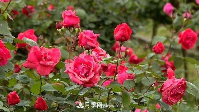 湖北咸寧通城：月季花開(kāi) “綻放”百姓幸福生活(圖2)