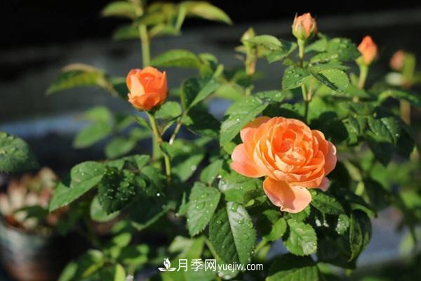 適合陽(yáng)臺養的月季品種有哪些？(圖1)
