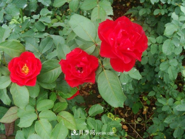 藤本月季在個(gè)性布置中很常見(jiàn)，它的移栽定植是什么？(圖1)