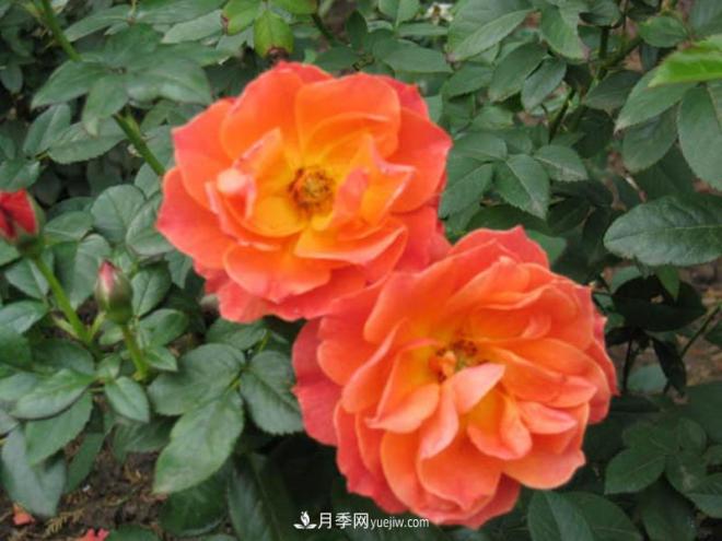 月季作為常見(jiàn)的花卉，它與家居風(fēng)水有關(guān)系嗎？(圖1)