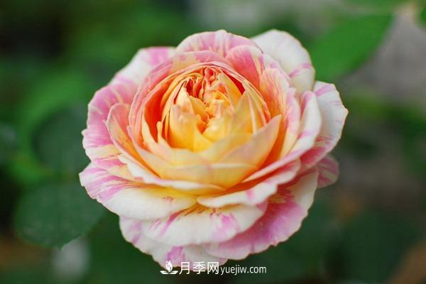 這些月季非常適合陽(yáng)臺養 只要肥料充足就能夠開(kāi)花不斷(圖1)