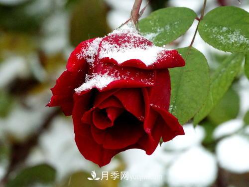 被雪中的月季花所震撼，傲然開(kāi)放，芳香依舊(圖1)