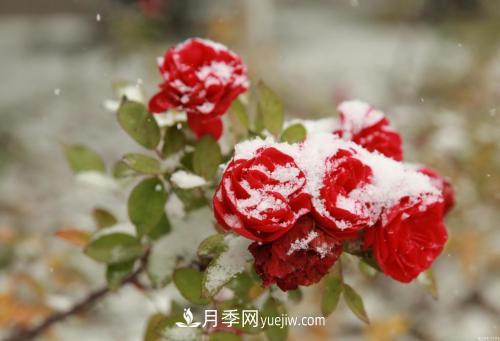 被雪中的月季花所震撼，傲然開(kāi)放，芳香依舊(圖2)