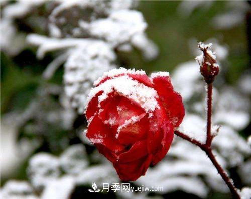 被雪中的月季花所震撼，傲然開(kāi)放，芳香依舊(圖3)