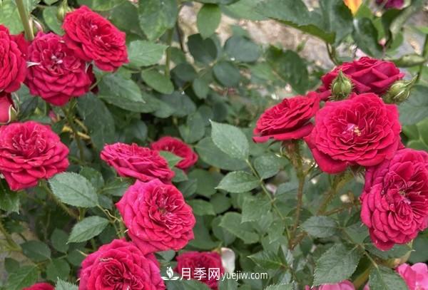 掌握好這3點(diǎn)，月季花才能開(kāi)更多的花(圖1)