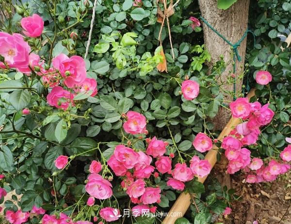 掌握好這3點(diǎn)，月季花才能開(kāi)更多的花(圖2)