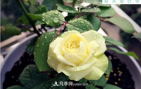 4個(gè)好養的月季品種，隨便一養就爆花，夏天耐熱不怕曬(圖1)
