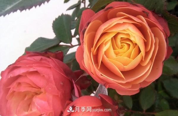 4個(gè)好養的月季品種，隨便一養就爆花，夏天耐熱不怕曬(圖2)