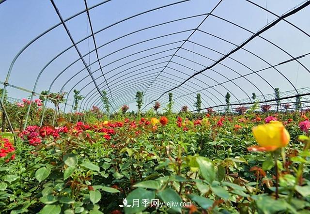 月季肥料必備三大種類(lèi)，月季網(wǎng)盤(pán)點(diǎn)施用方法(圖3)