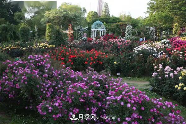 月季在花園中的應用場(chǎng)景，美圖欣賞(圖1)
