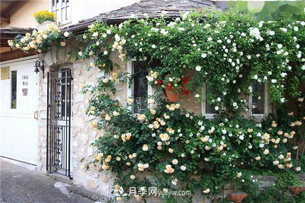 月季在花園中的應用場(chǎng)景，美圖欣賞(圖3)