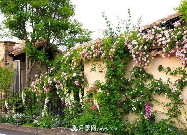 月季在花園中的應用場(chǎng)景，美圖欣賞(圖4)