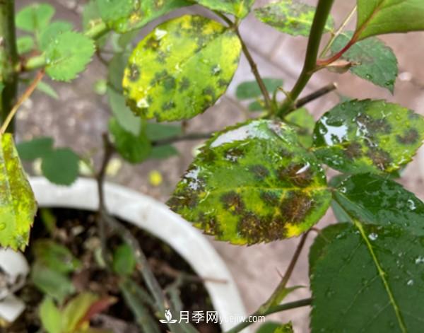 月季害怕的病蟲(chóng)害有什么癥狀，你知道嗎？(圖1)