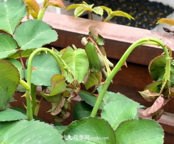 月季害怕的病蟲(chóng)害有什么癥狀，你知道嗎？(圖2)