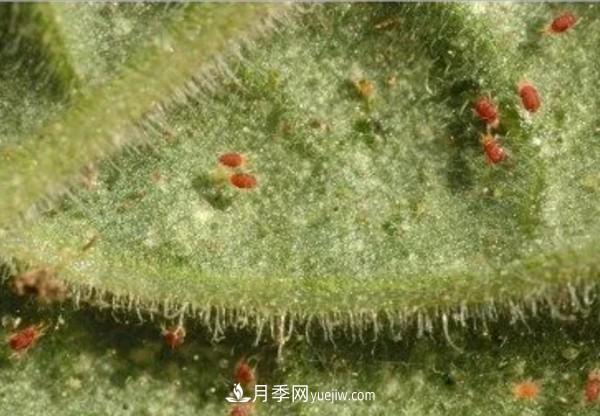 月季害怕的病蟲(chóng)害有什么癥狀，你知道嗎？(圖4)