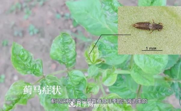 月季害怕的病蟲(chóng)害有什么癥狀，你知道嗎？(圖5)