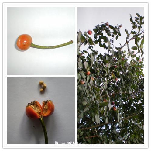 月季花籽能種嗎？月季花種子怎樣催芽？(圖1)