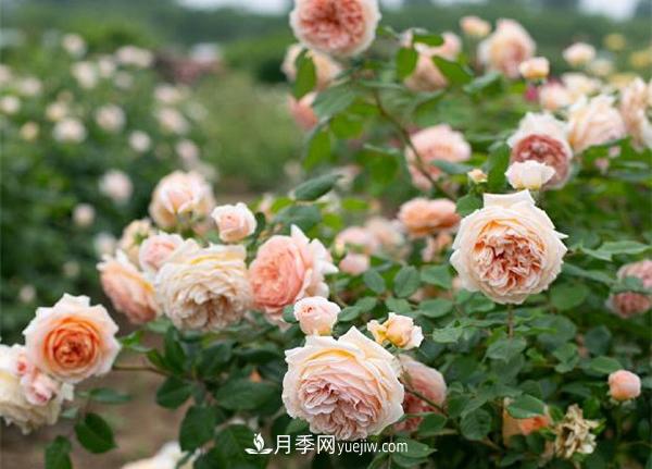 花園藤本月季，9個(gè)優(yōu)秀品種推薦(圖7)