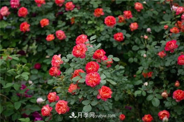 花園藤本月季，9個(gè)優(yōu)秀品種推薦(圖4)