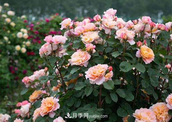 花園藤本月季，9個(gè)優(yōu)秀品種推薦(圖2)